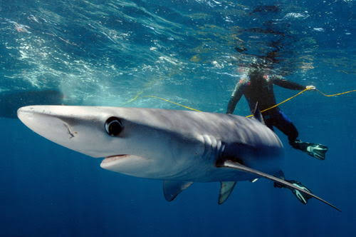 Terrible Shark attacks reported at Salou beach.